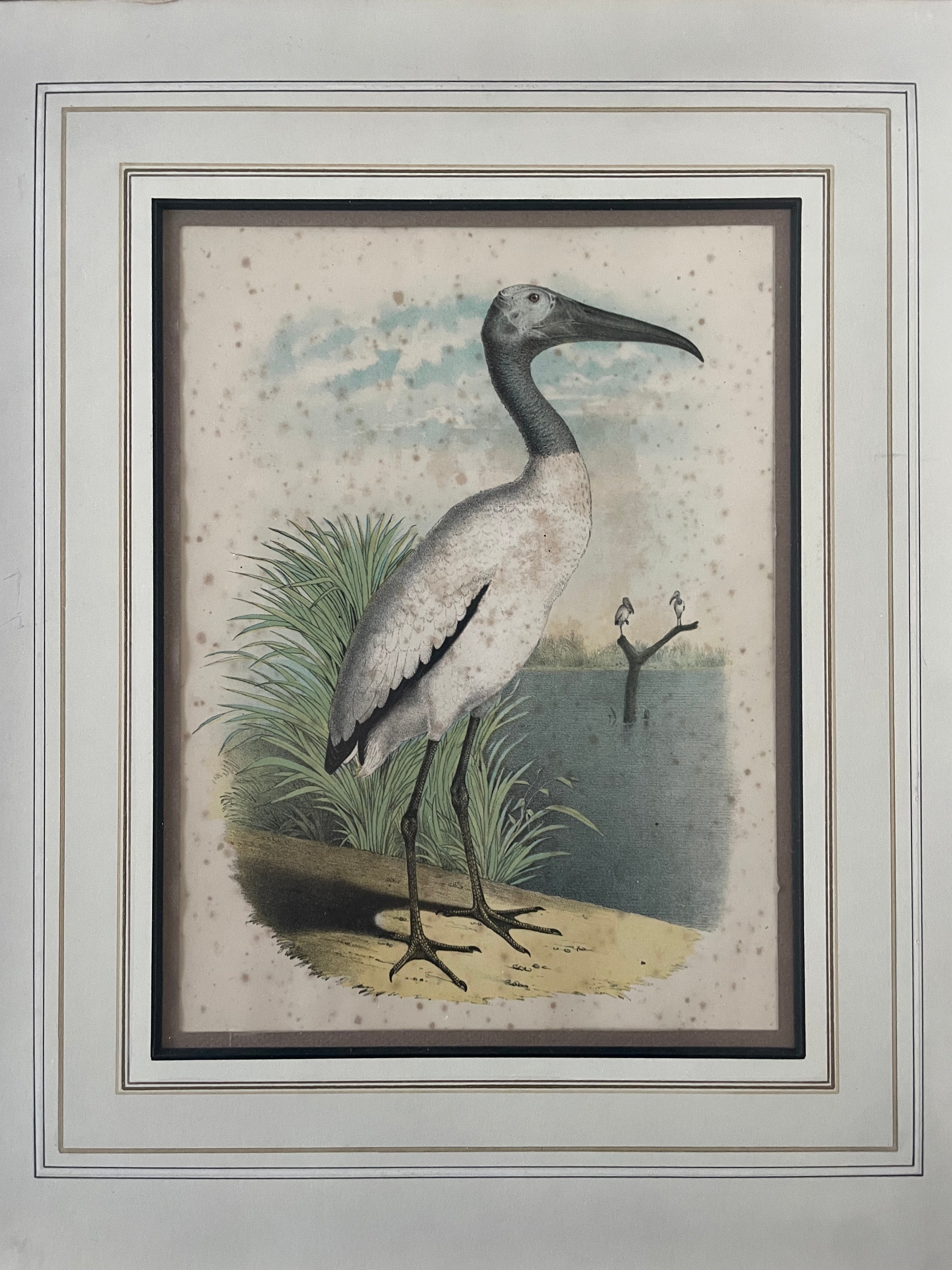 Antique Ibis Lithograph