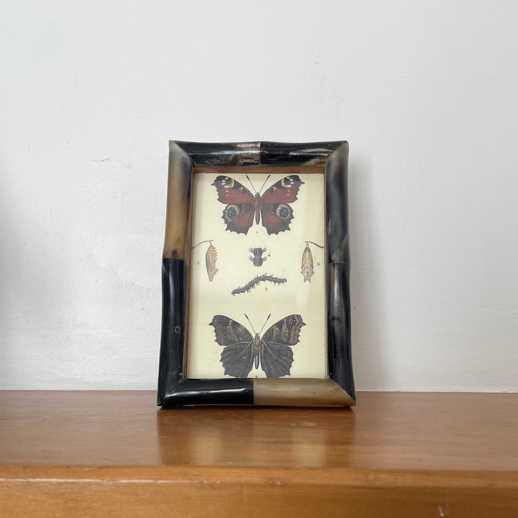 Butterfly Lithograph