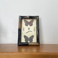 Butterfly Lithograph