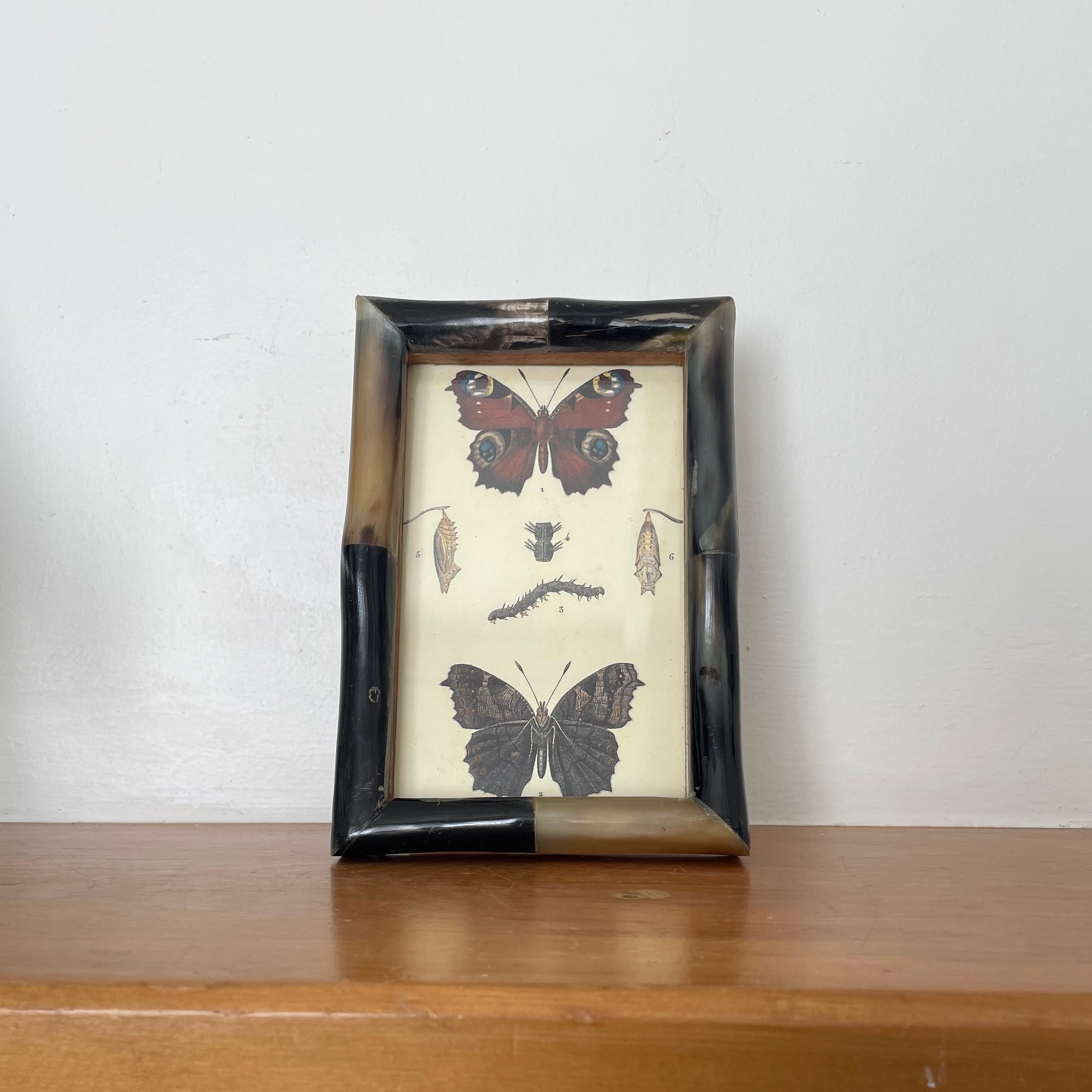 Butterfly Lithograph