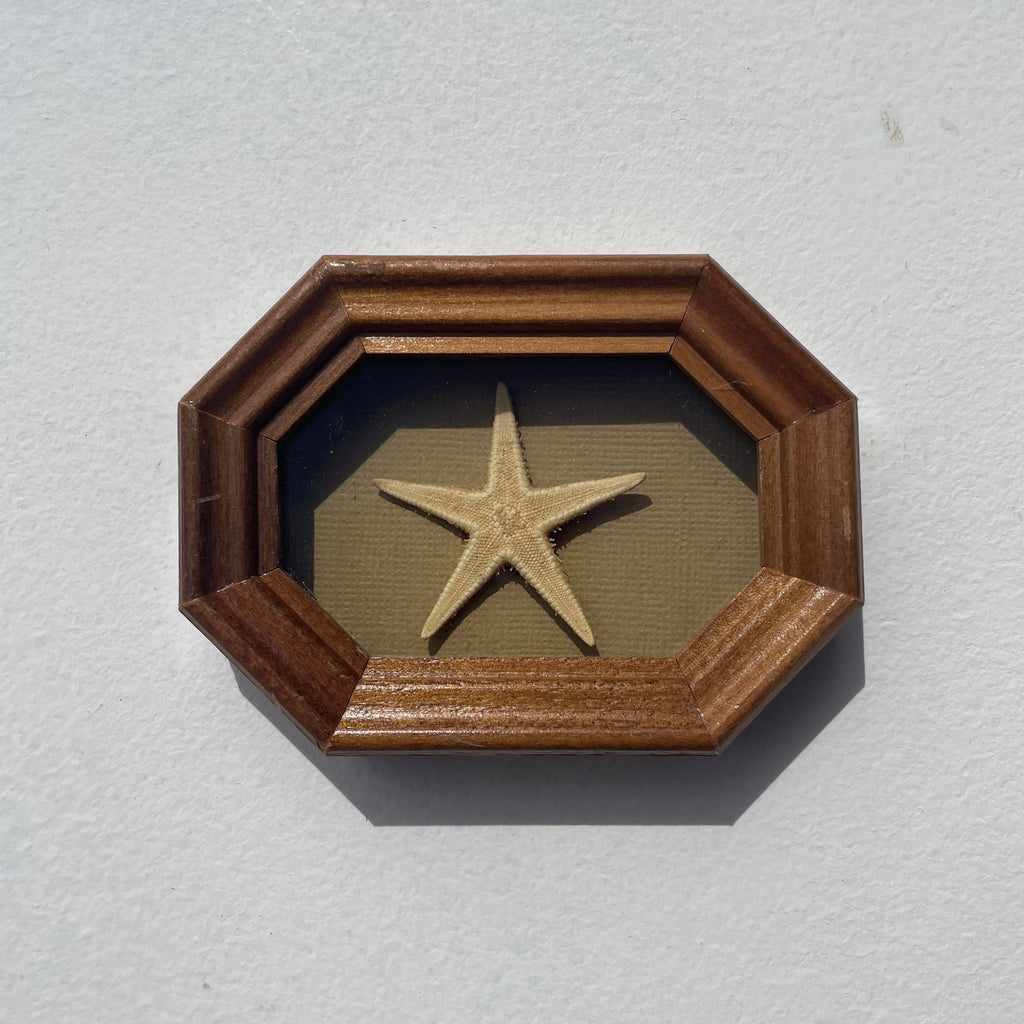 Five Arm Sea Star Starfish Mini
