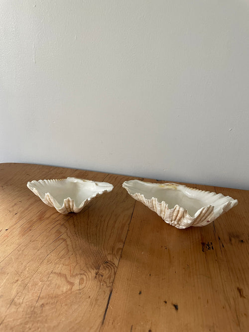 Clam Shell Large