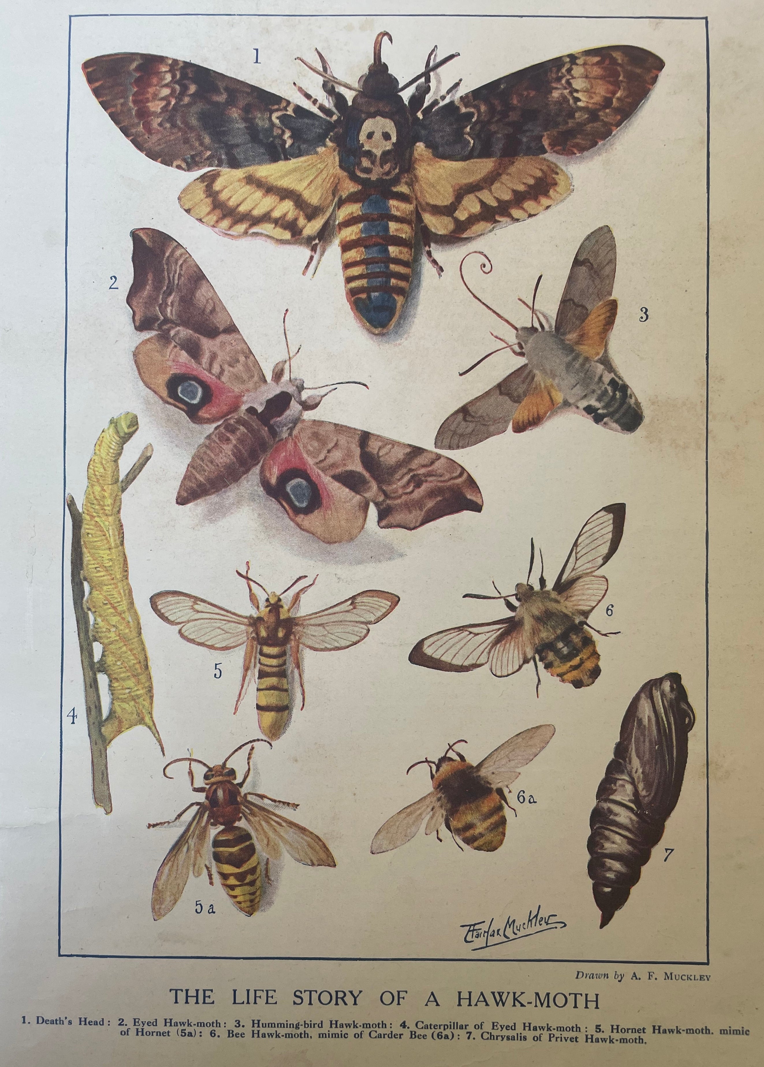 Antique Hawkmoth Lithograph