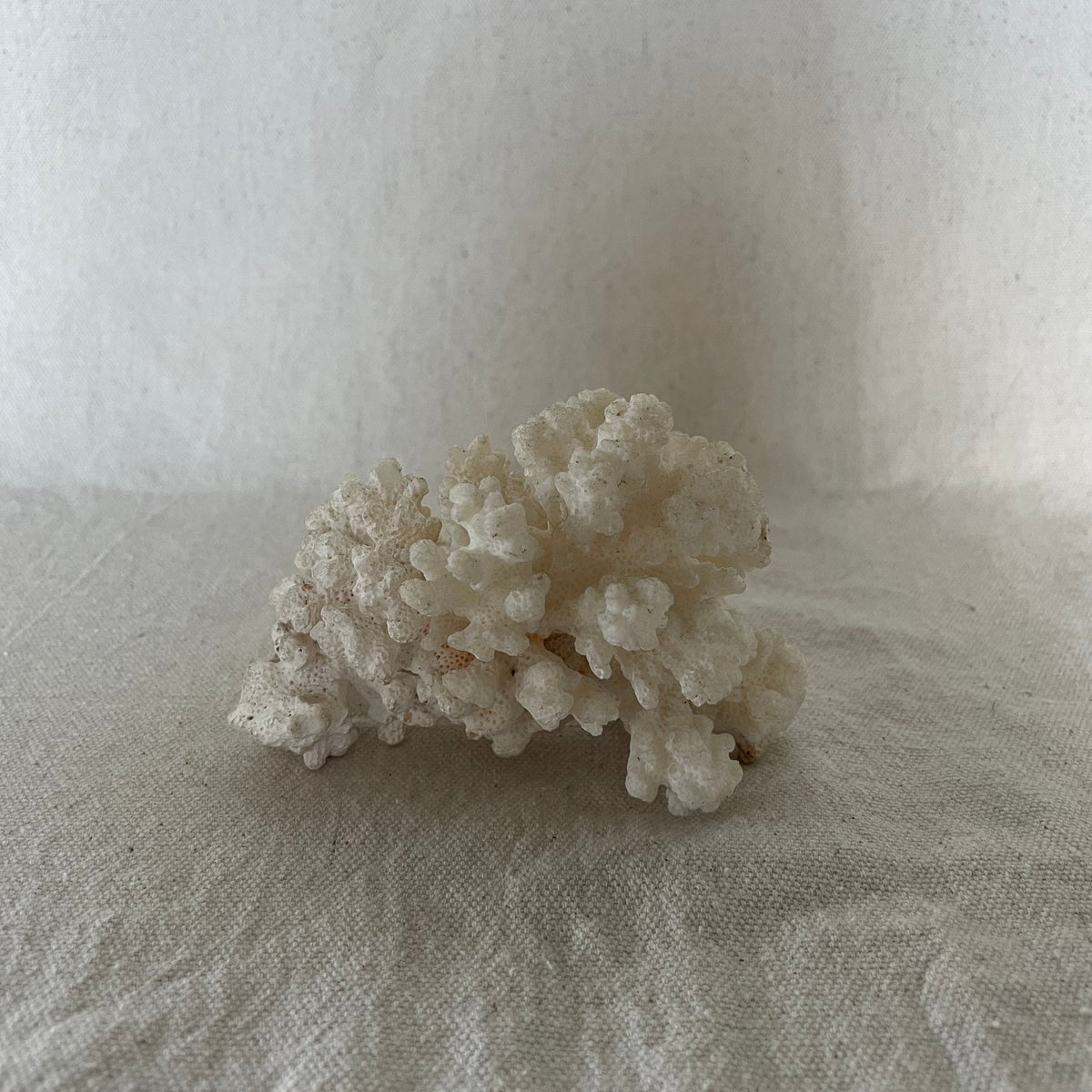 Coral Specimen