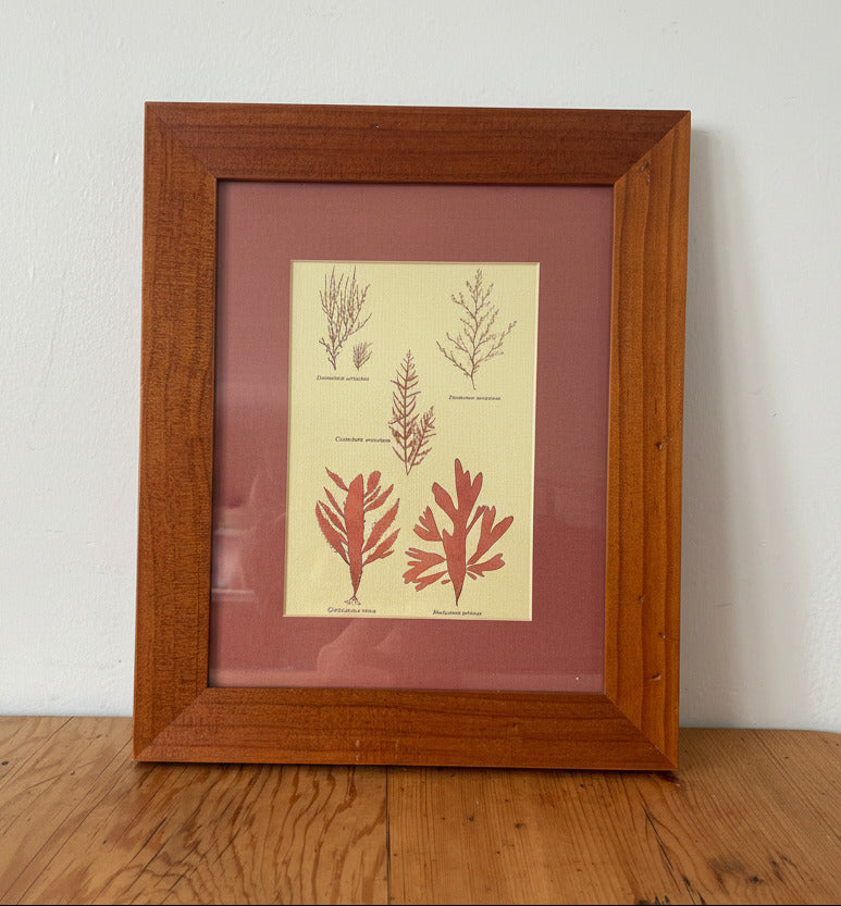 Seaweed Specimens Print