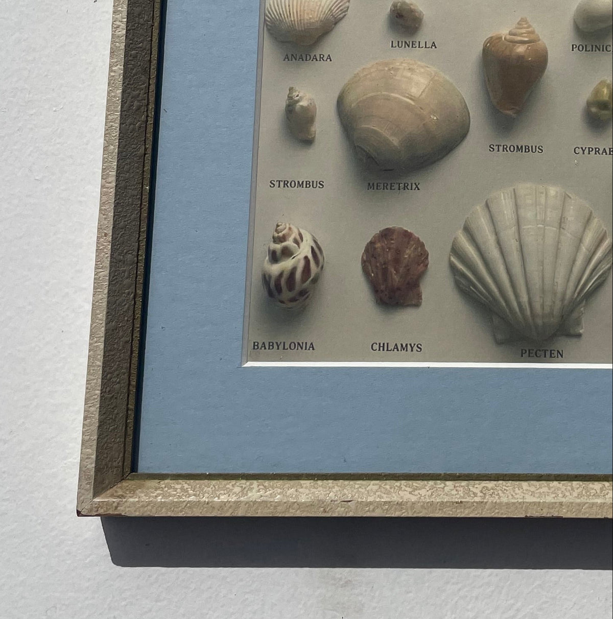 Shell Types Print
