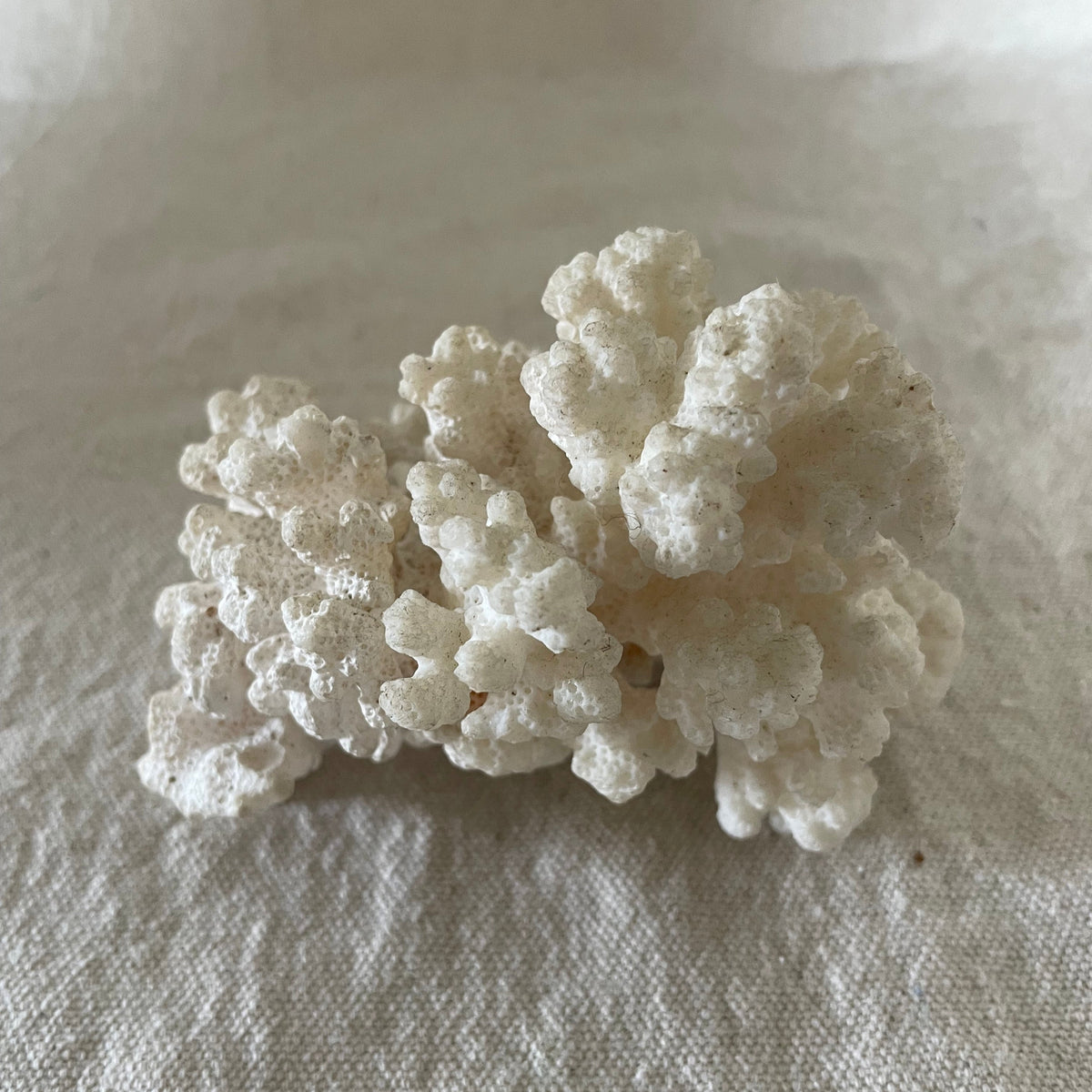 Coral Specimen