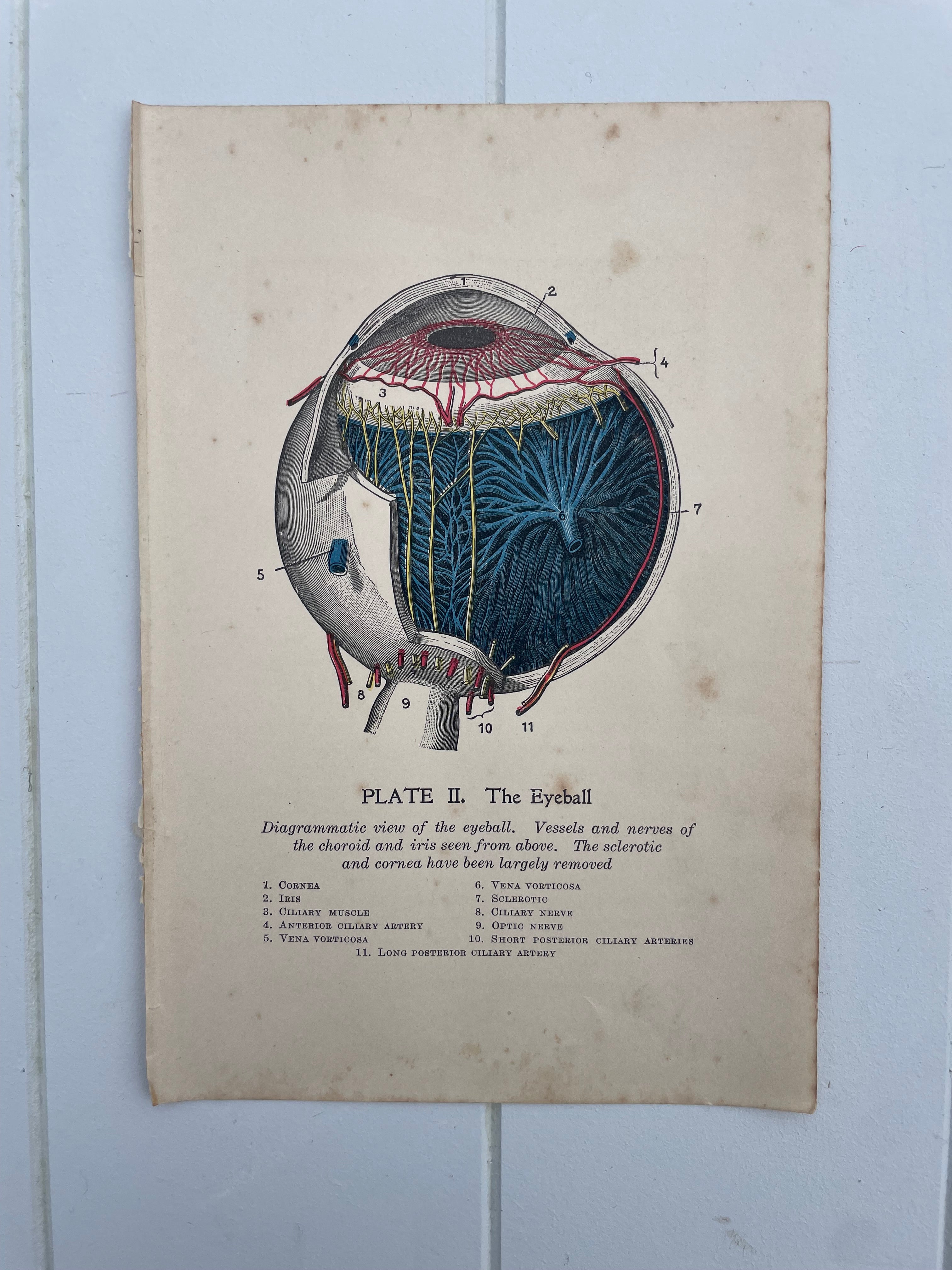 Antique Medical Plates