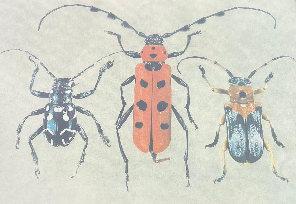 Beetle Print