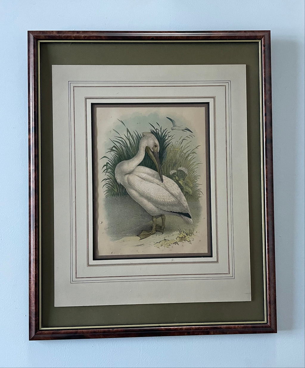 Antique White Pelican Lithograph