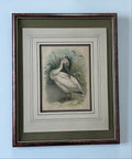 Antique White Pelican Lithograph
