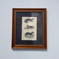 Skunk, Martin & Otter Lithograph