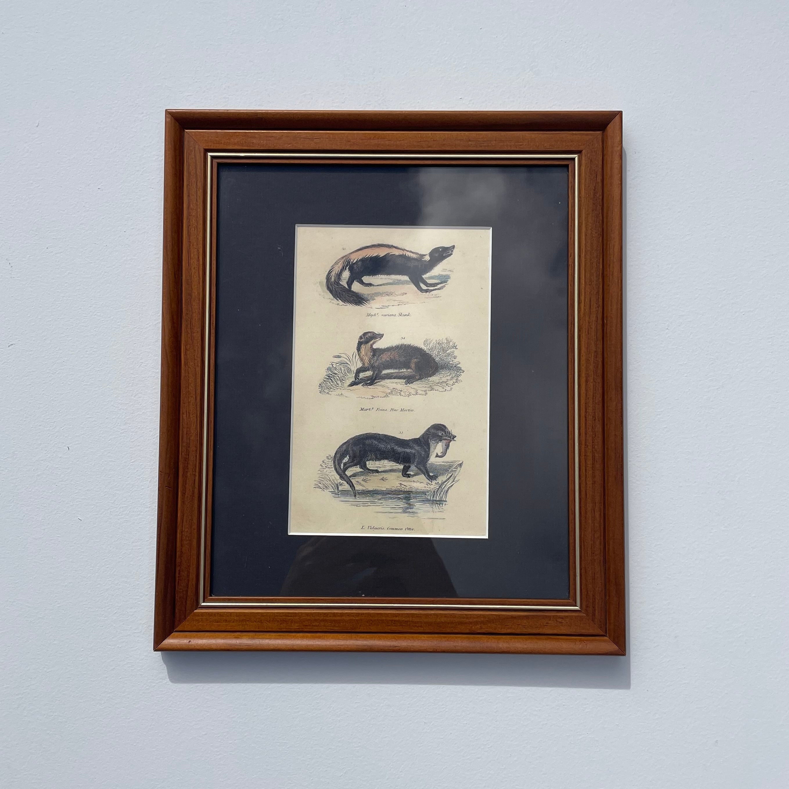 Skunk, Martin & Otter Lithograph