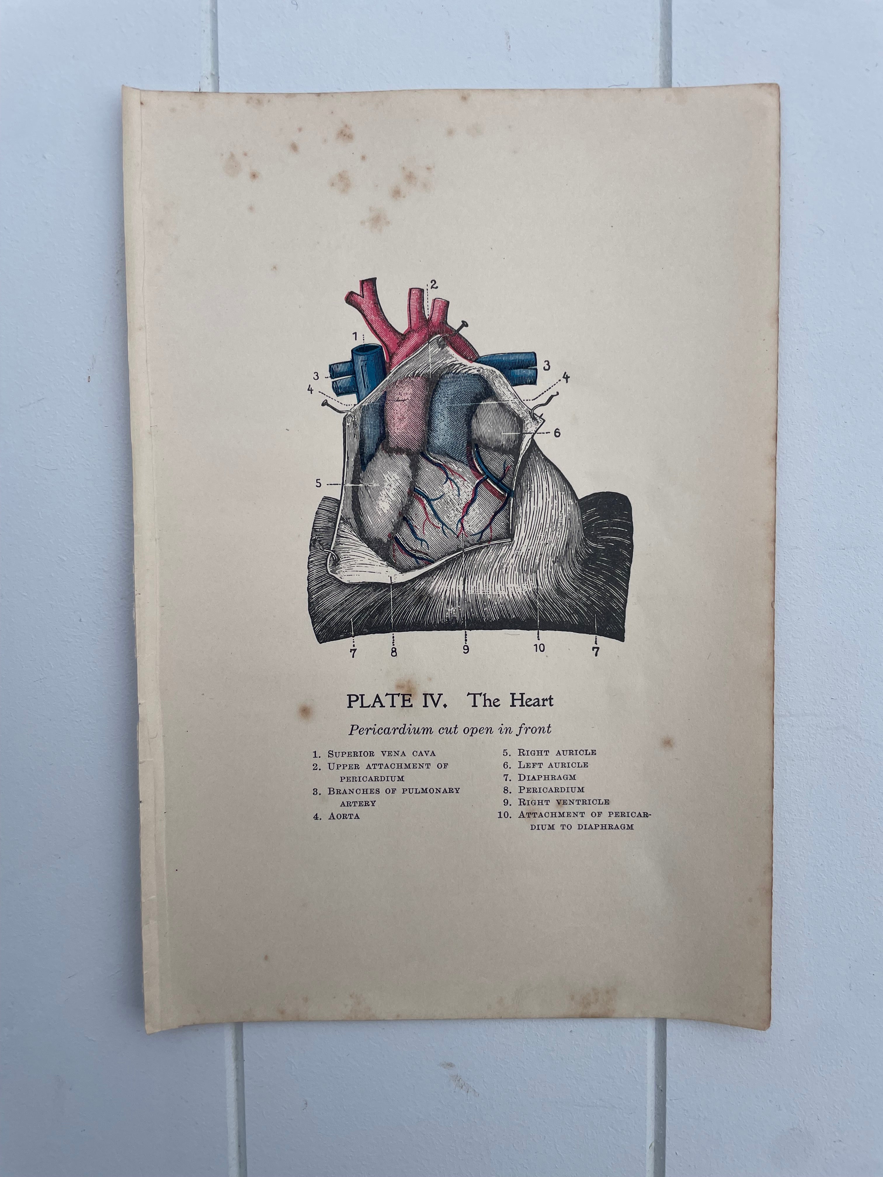 Antique Medical Plates