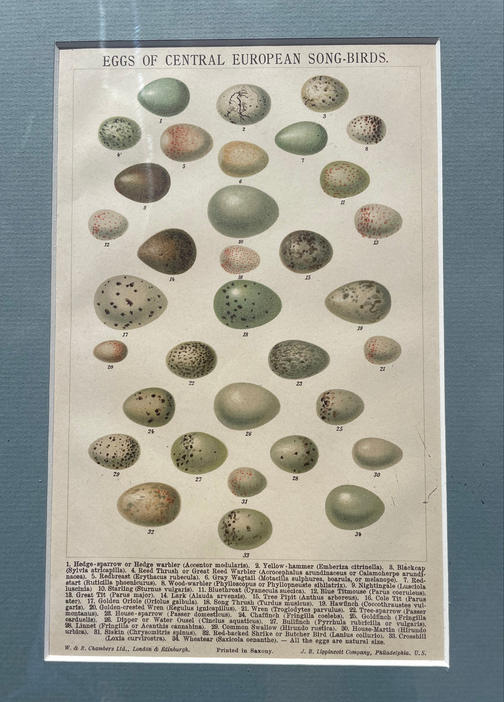 Eggs Of Central European Song-Birds Lithograph