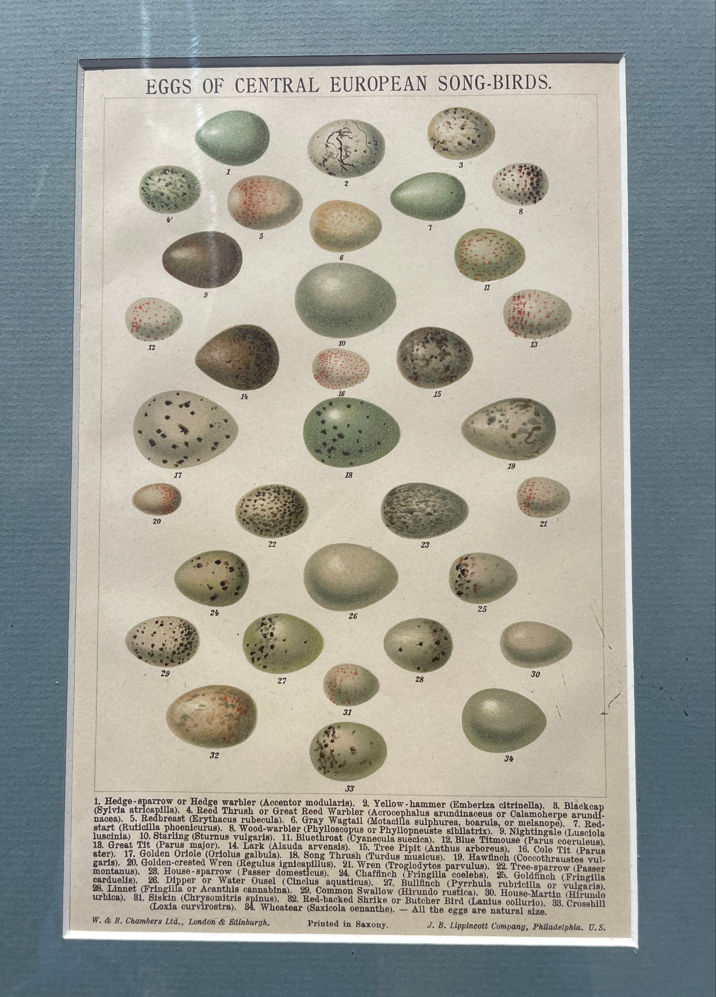 Eggs Of Central European Song-Birds Lithograph