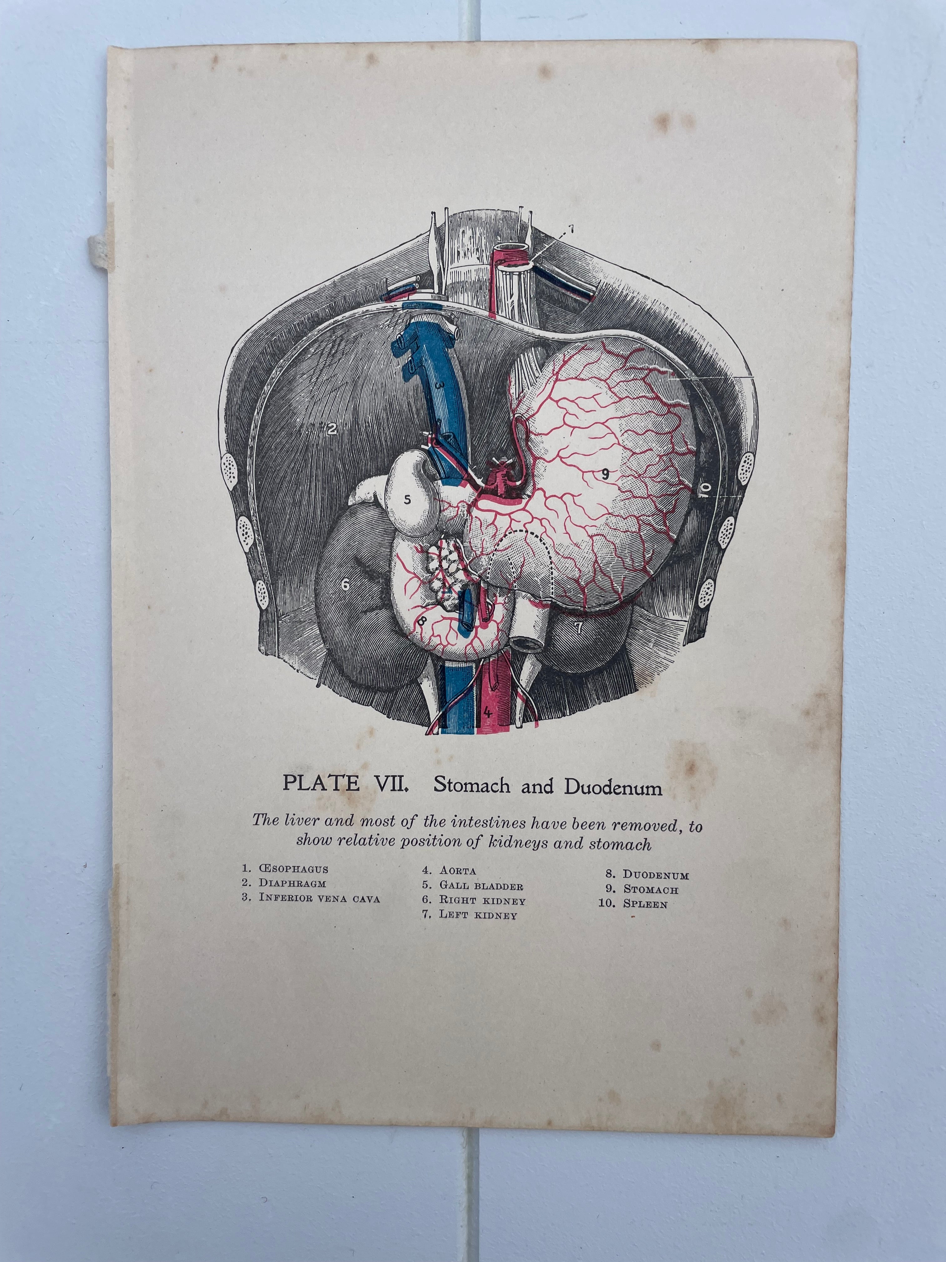 Antique Medical Plates