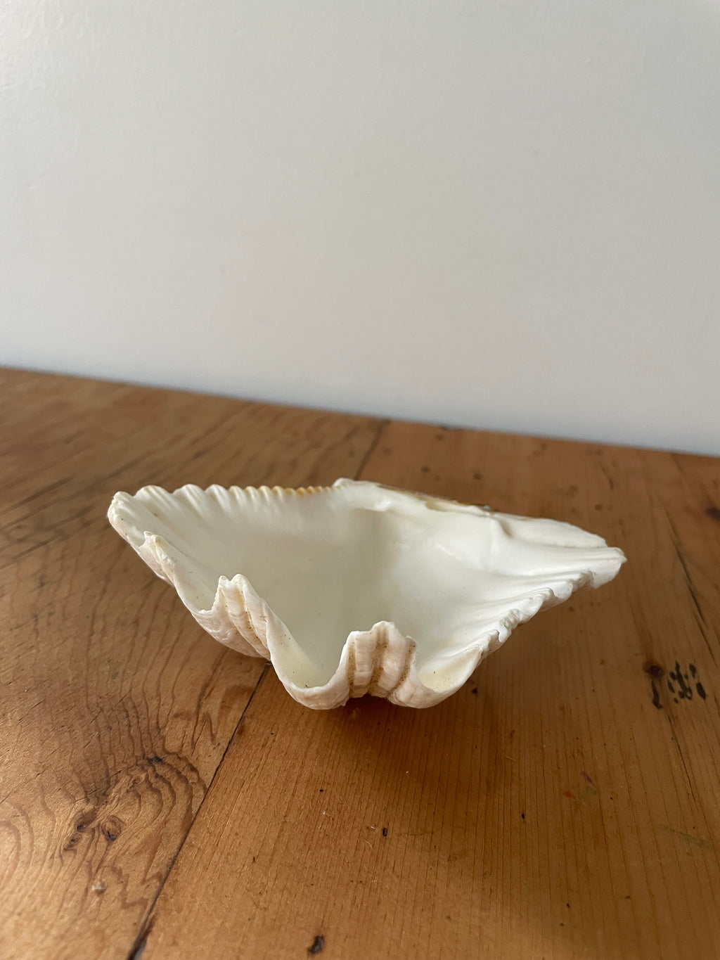 Clam Shell Small