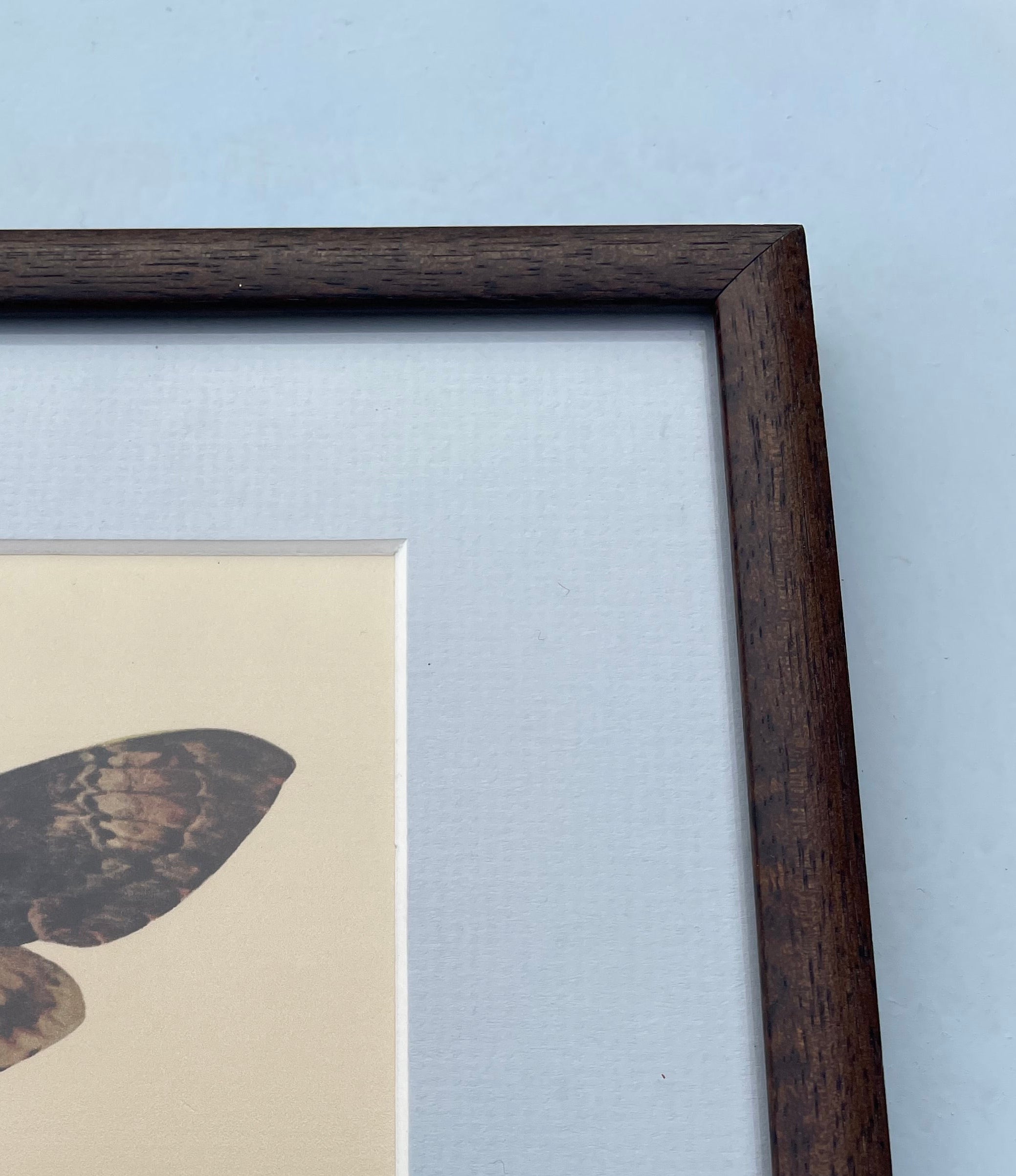 Death’s-Head Hawk Moth Lithograph Print