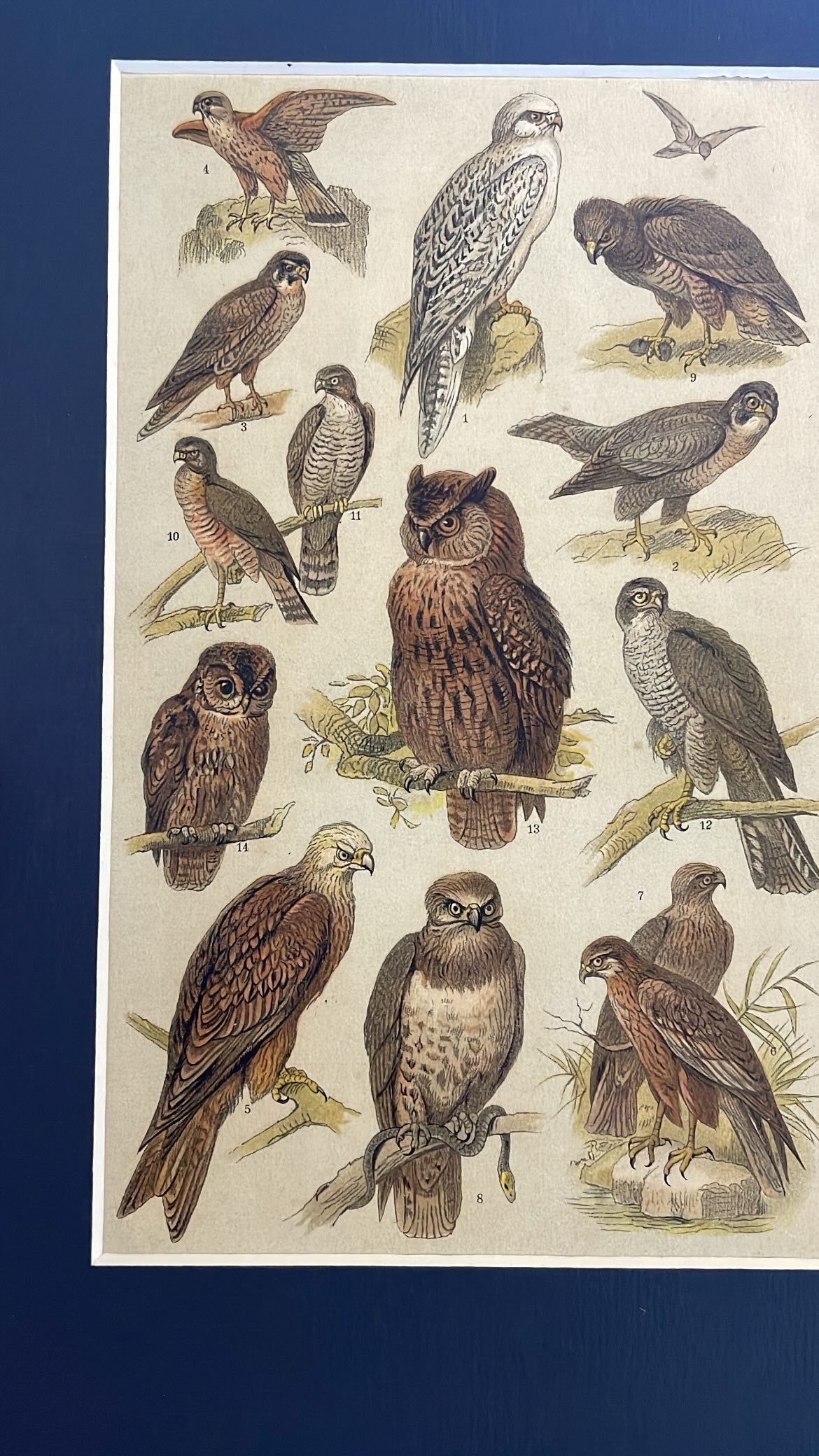 Antique Owls And Vultures Lithograph