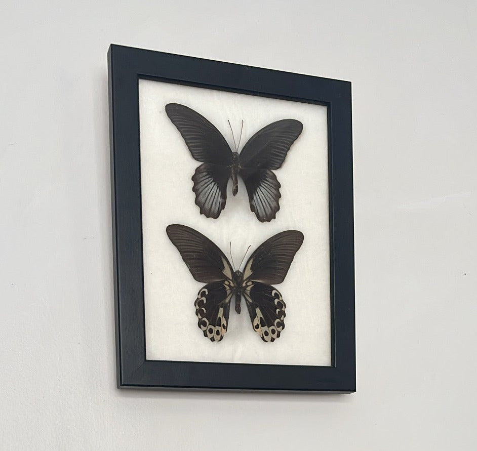 Framed Scarlet Mormons Butterflies