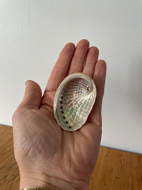 Abalone shell