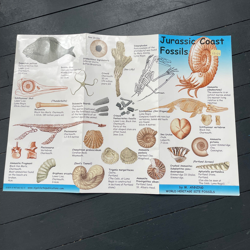 Vintage Fossils Pamplet Poster