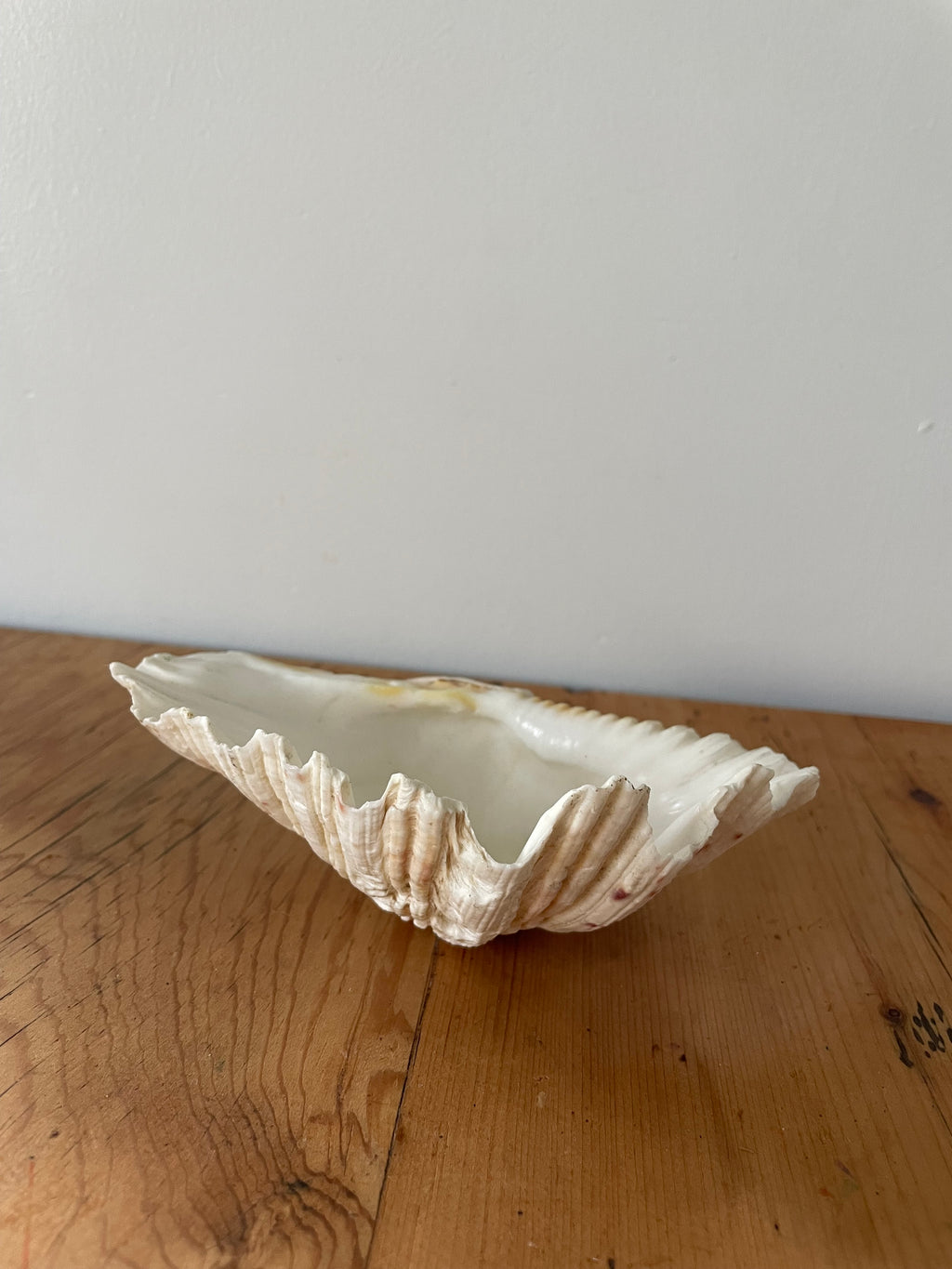 Clam Shell Large