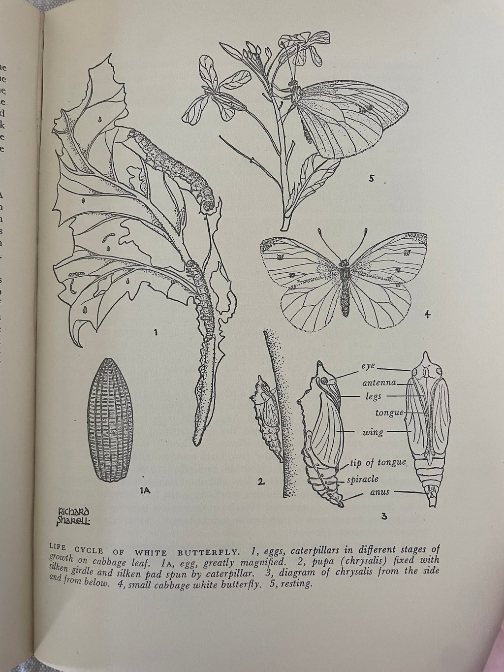 Vintage Nature Study Book