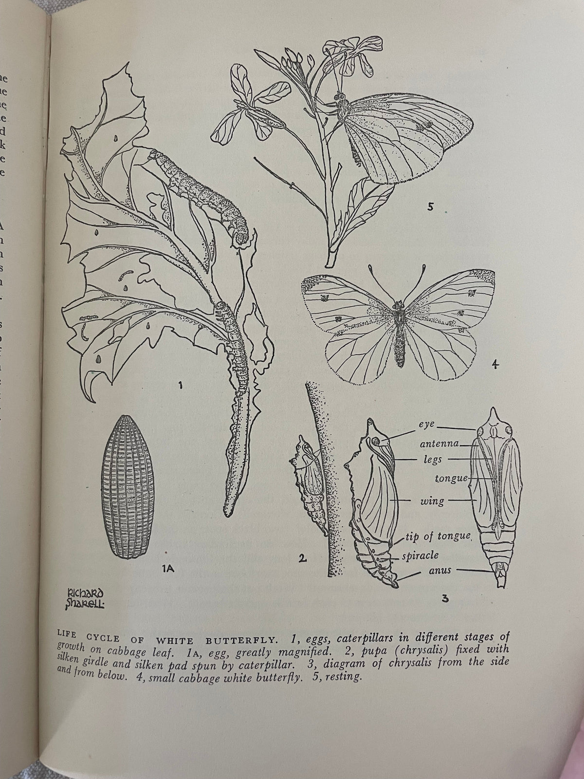 Vintage Nature Study Book