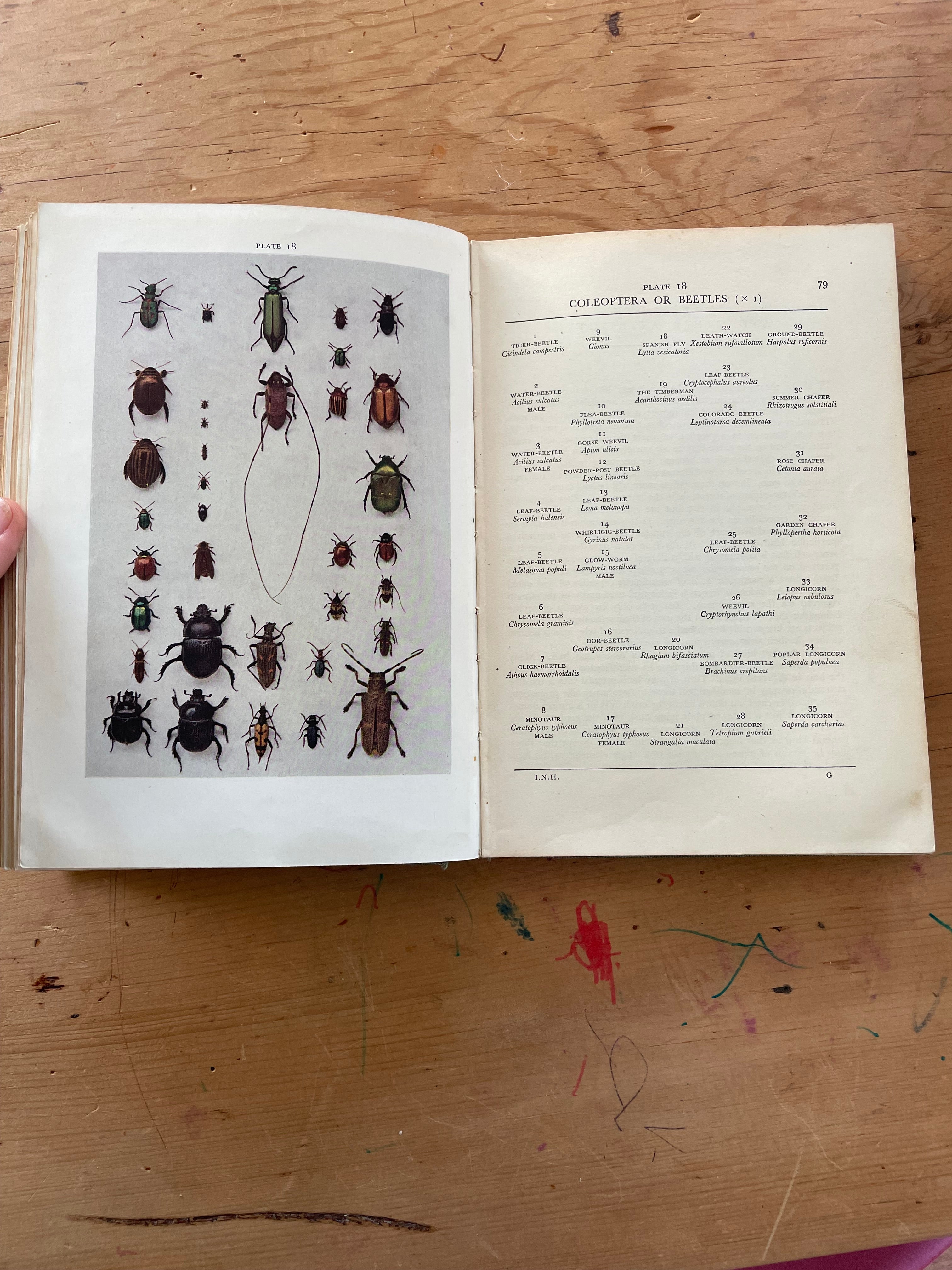 Insect Natural History Book