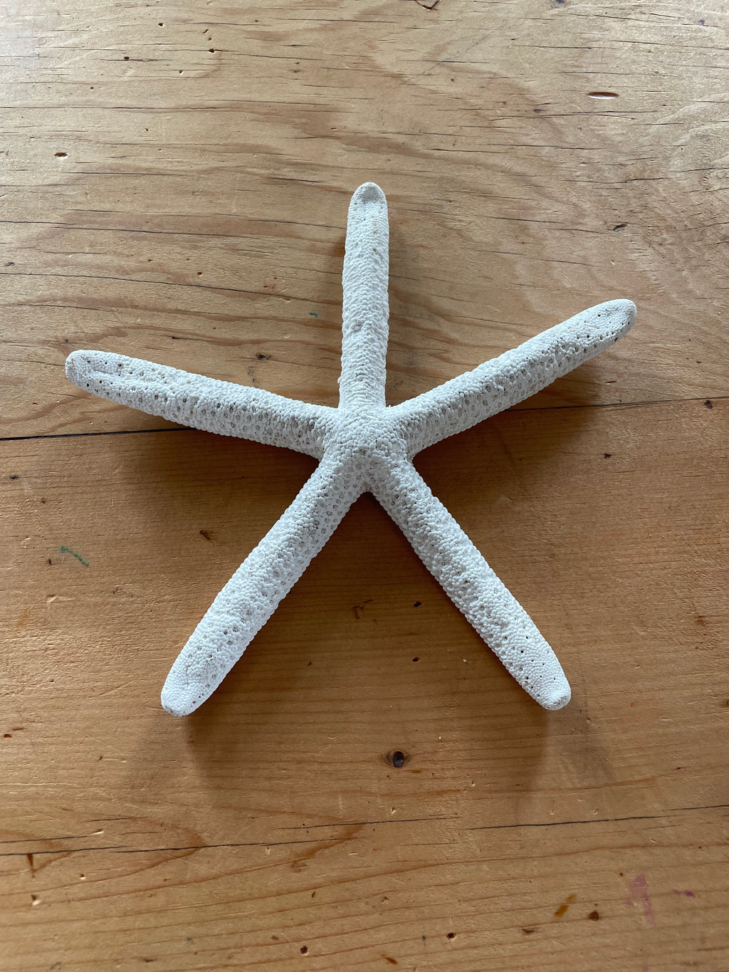 White Fingers Starfish