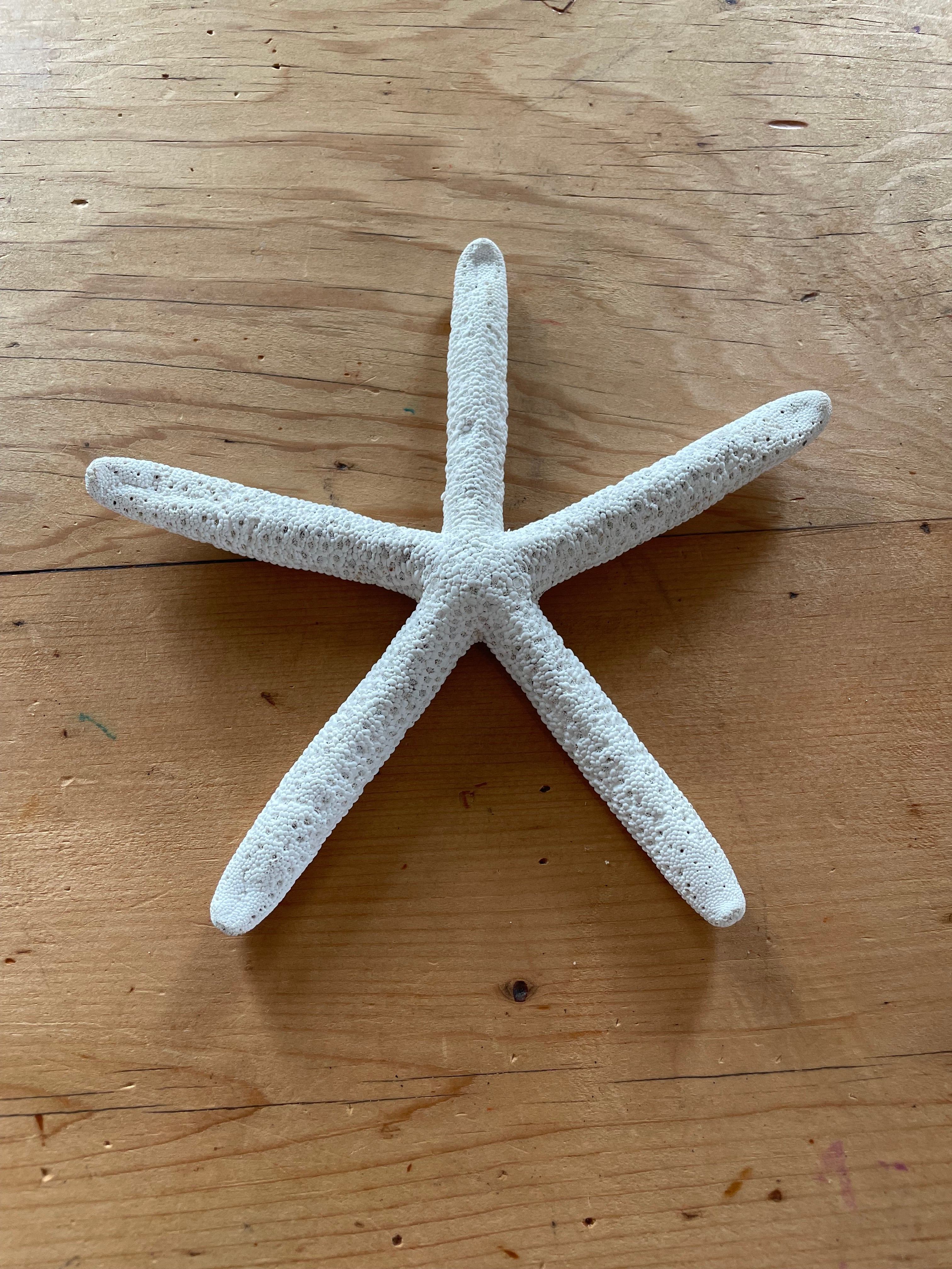 White Fingers Starfish