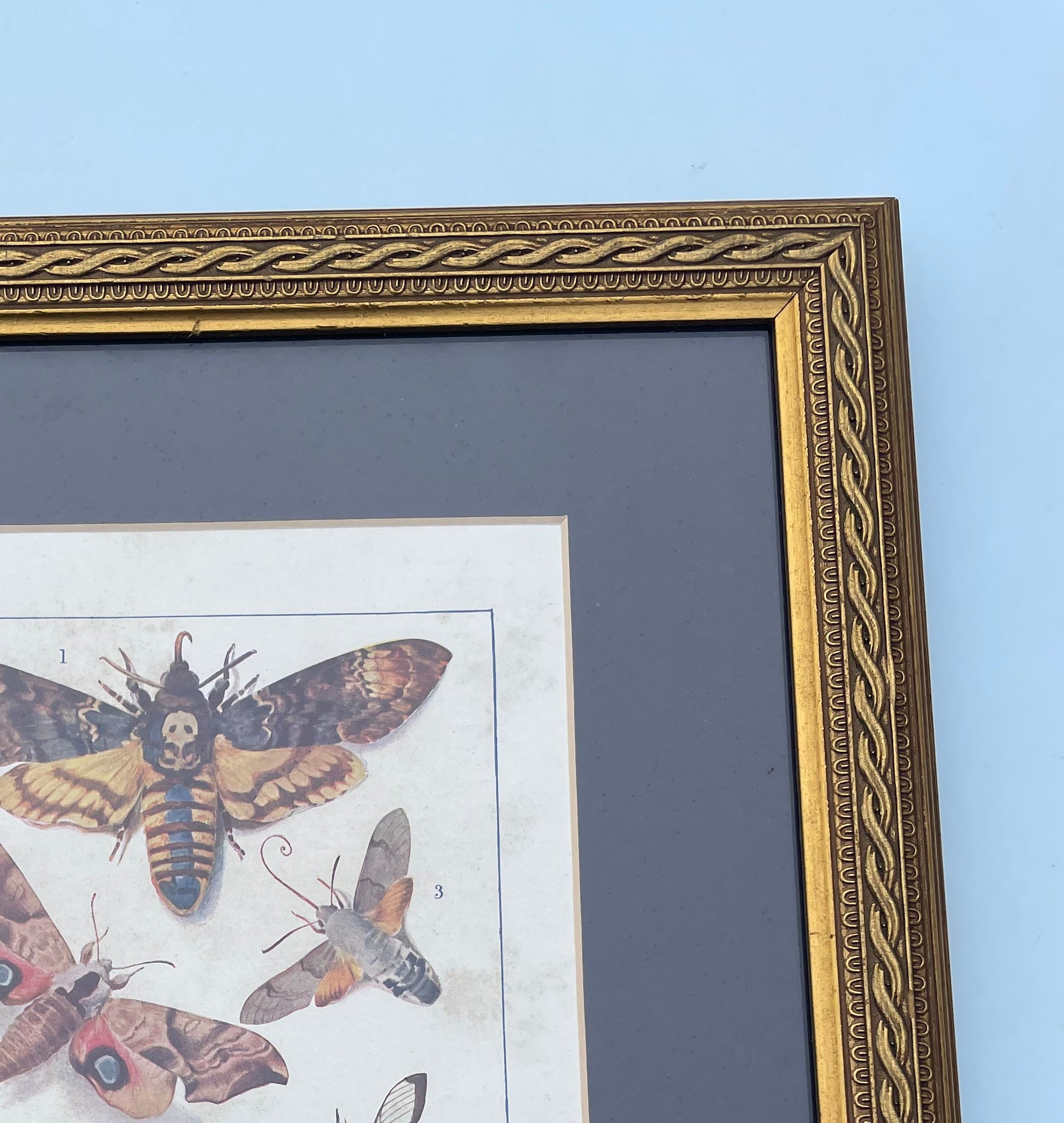 Antique Hawkmoth Lithograph