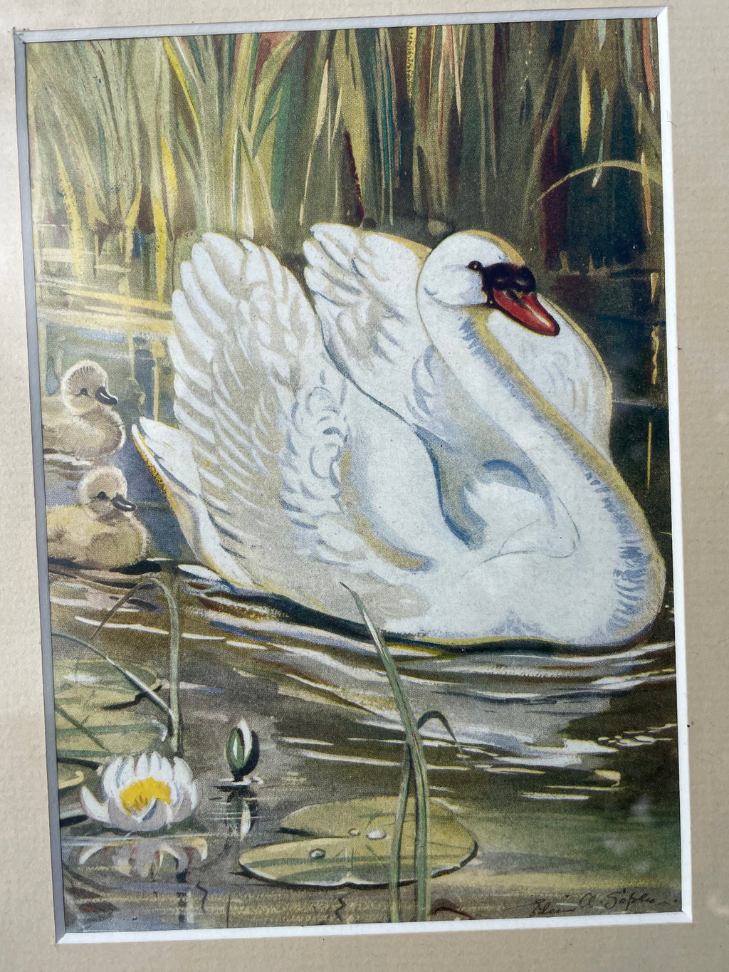 Vintage Swan Family Print