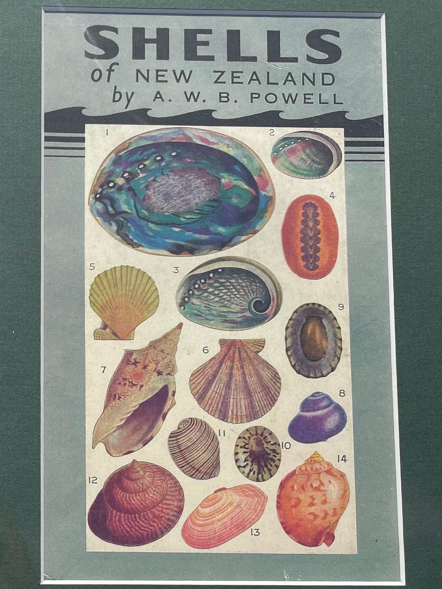 Shells of New Zealand Print