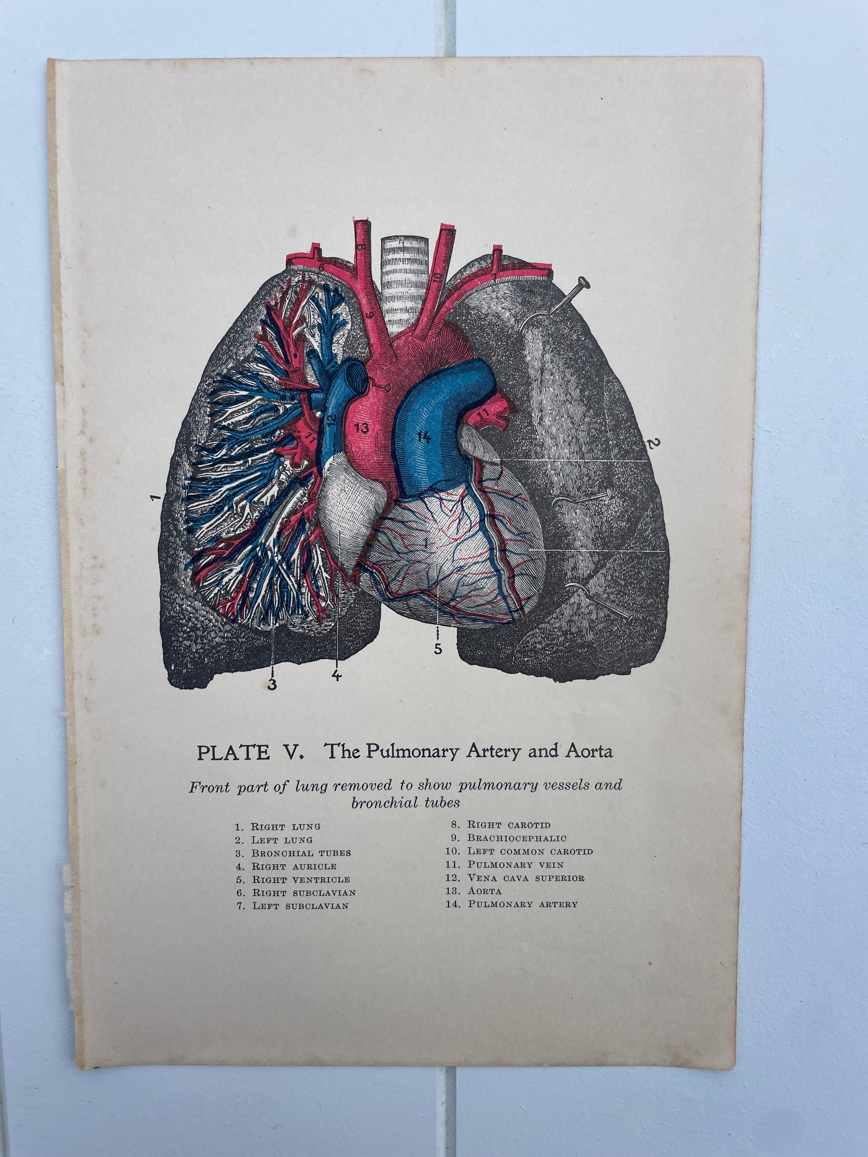 Antique Medical Plates