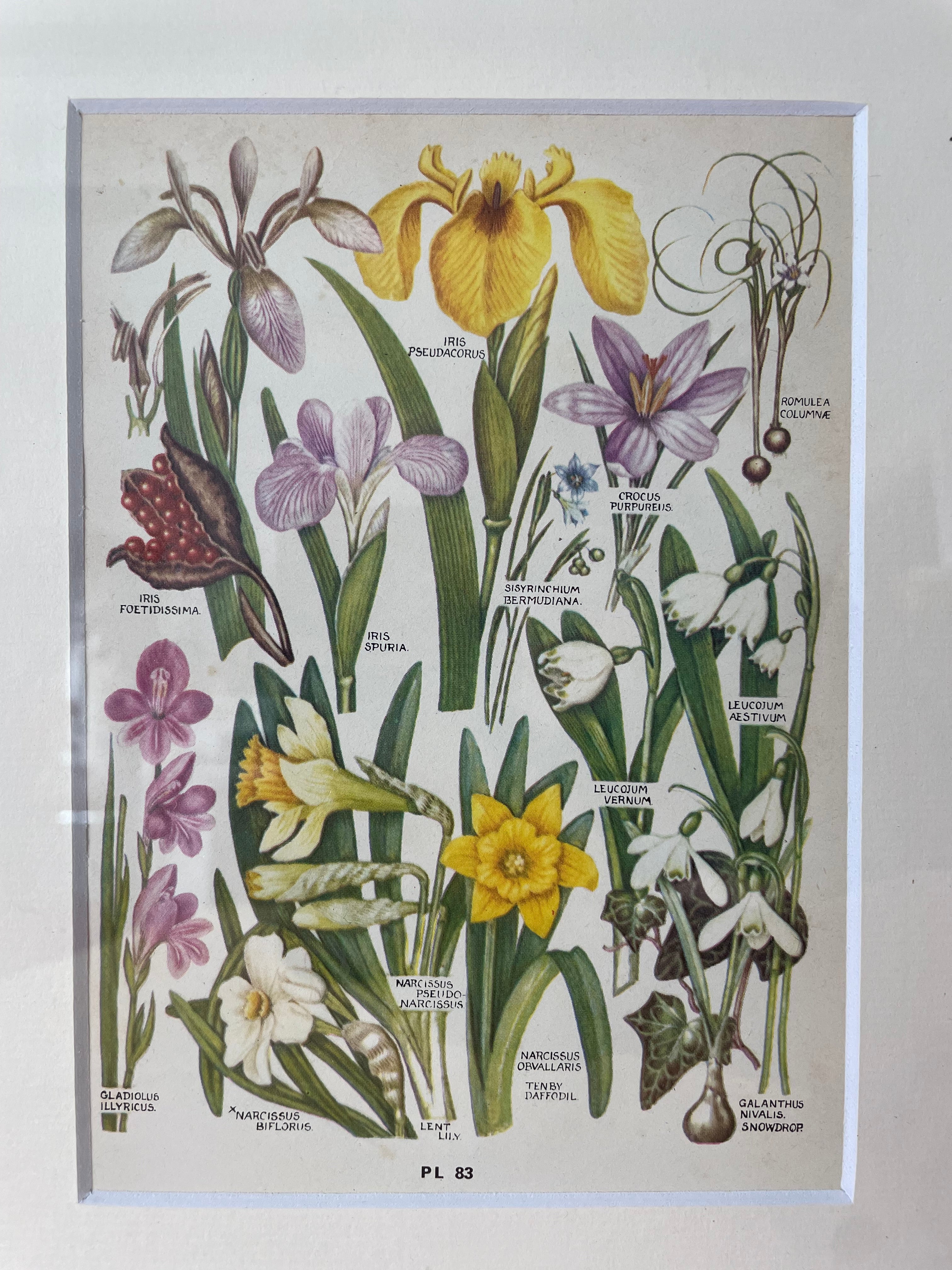 Iris Specimens Print