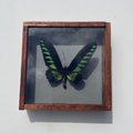 Rajah Brooke's Birdwing Butterfly Specimen