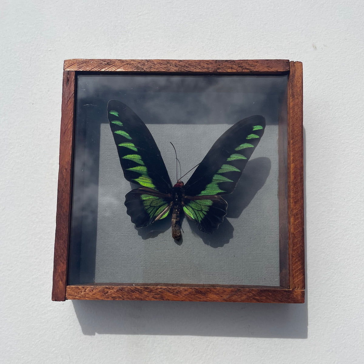 Rajah Brooke's Birdwing Butterfly Specimen
