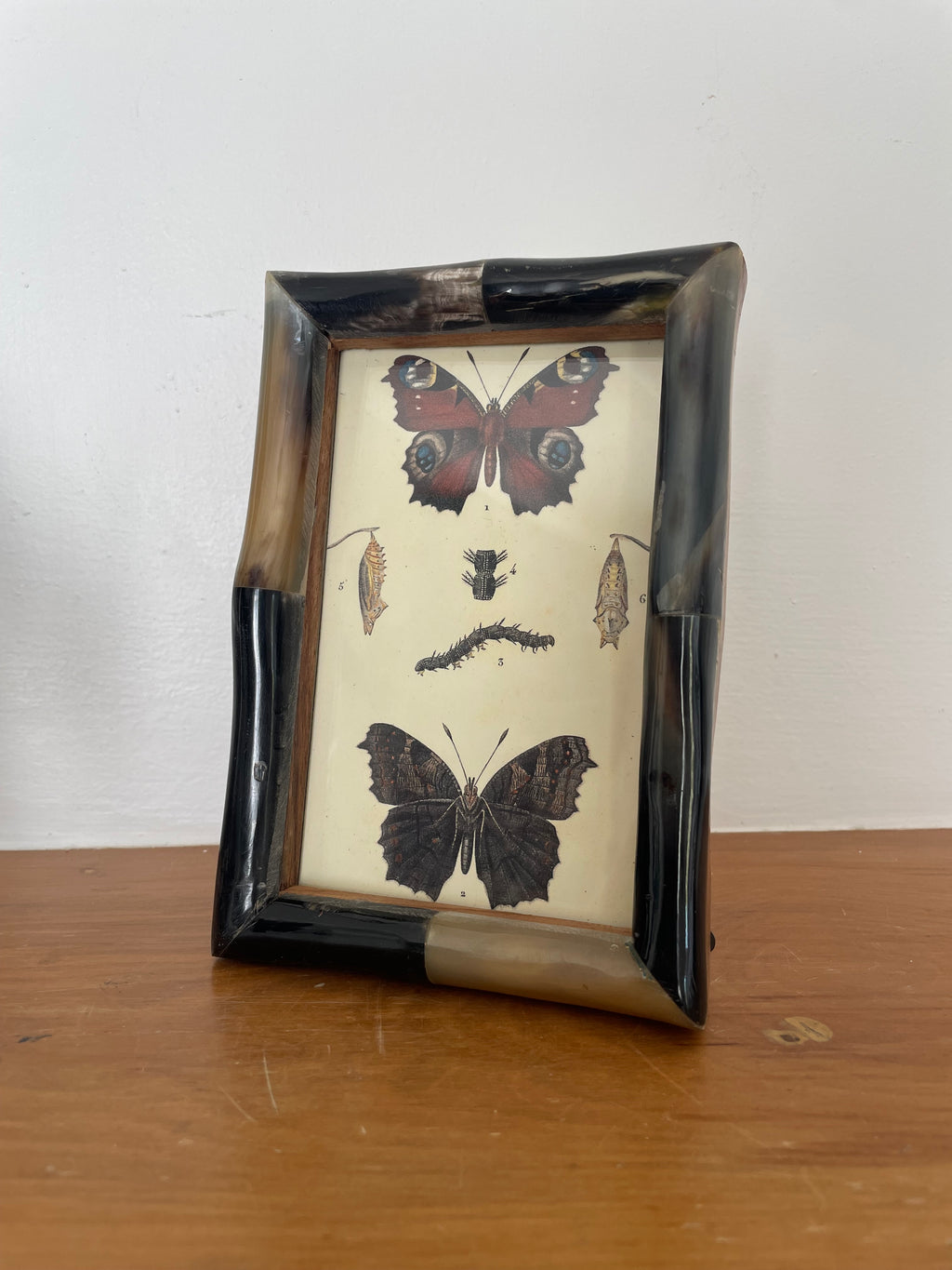 Butterfly Lithograph