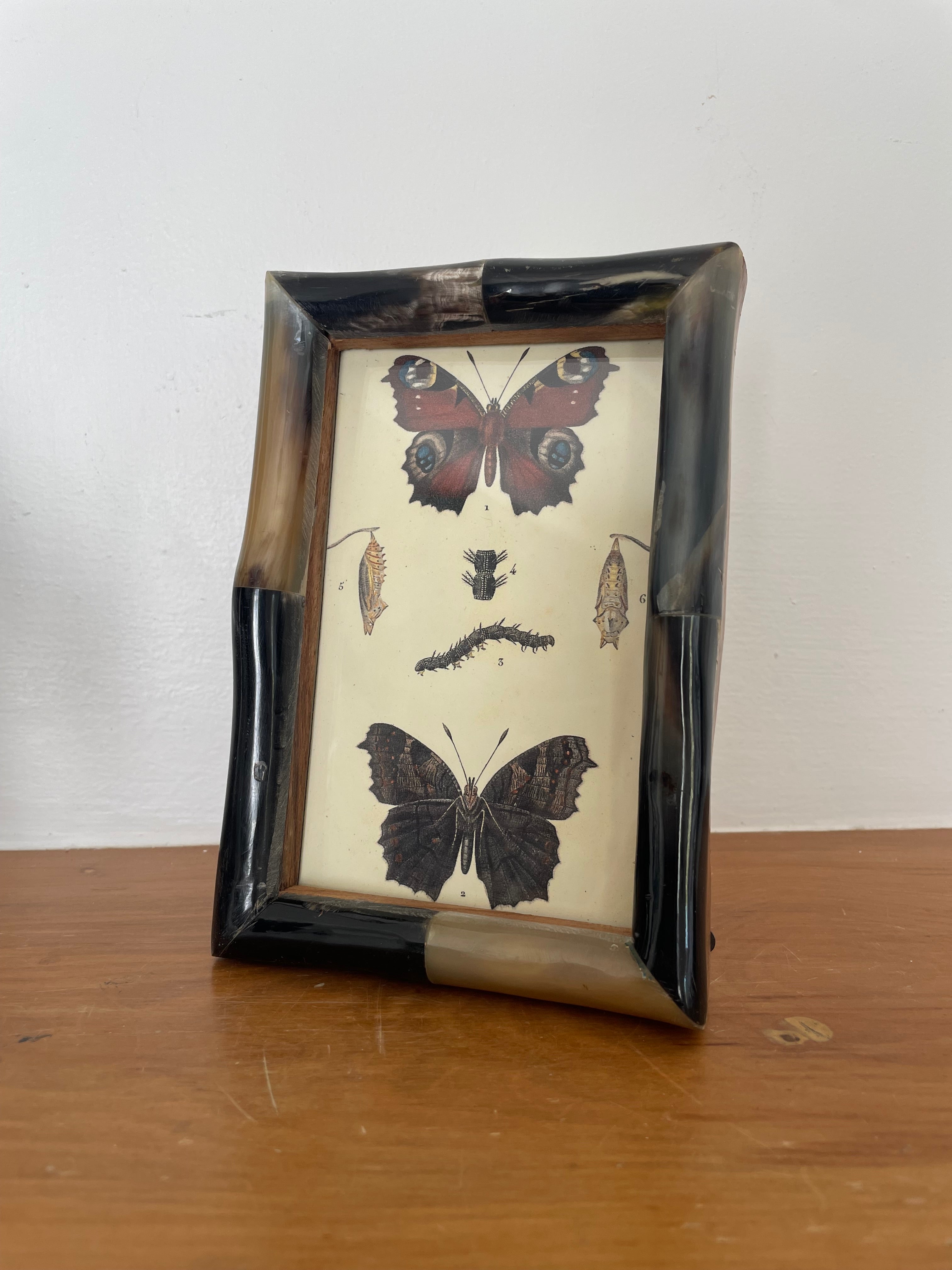 Butterfly Lithograph