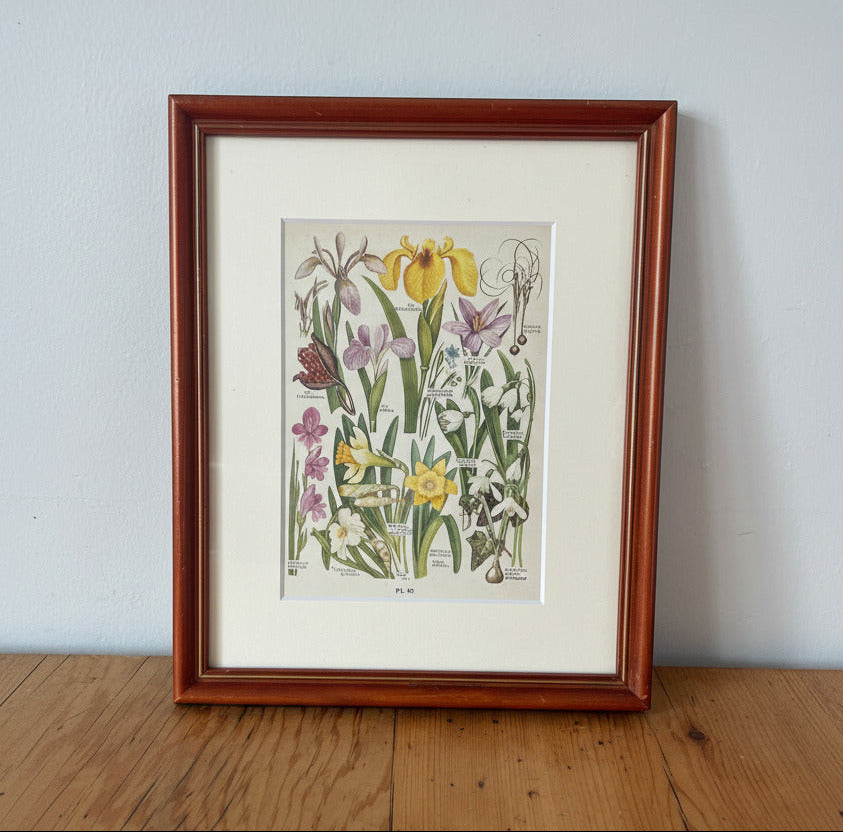 Iris Specimens Print