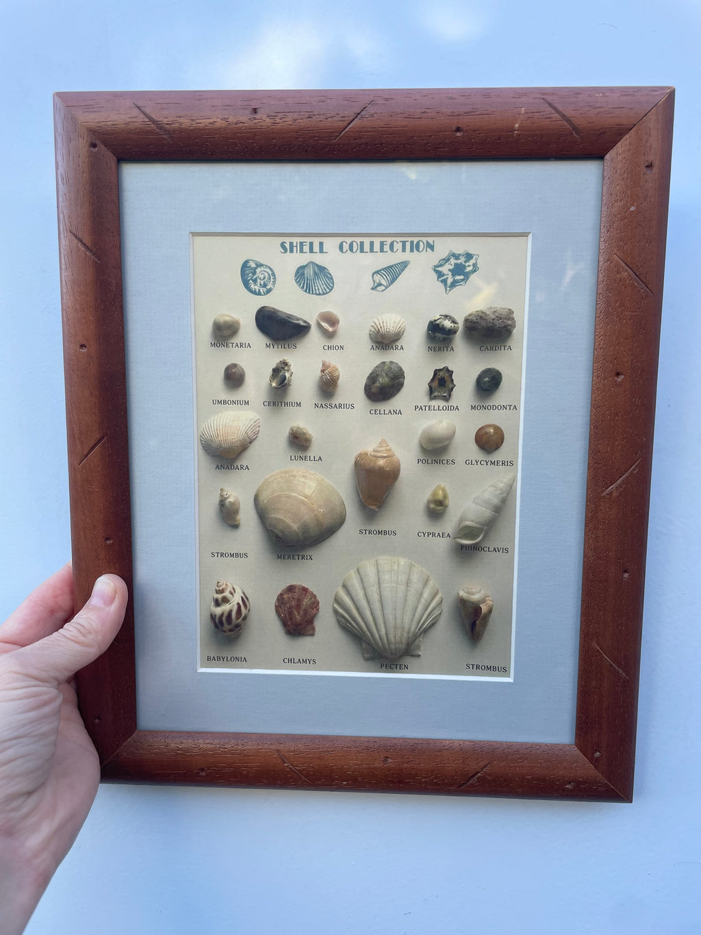 Framed Shell Variety Print