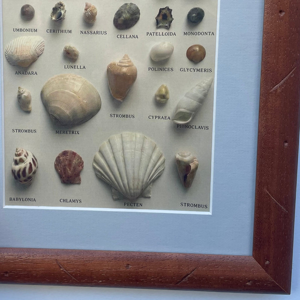 Framed Shell Variety Print