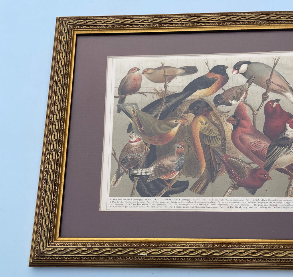 Antique Birds Lithograph