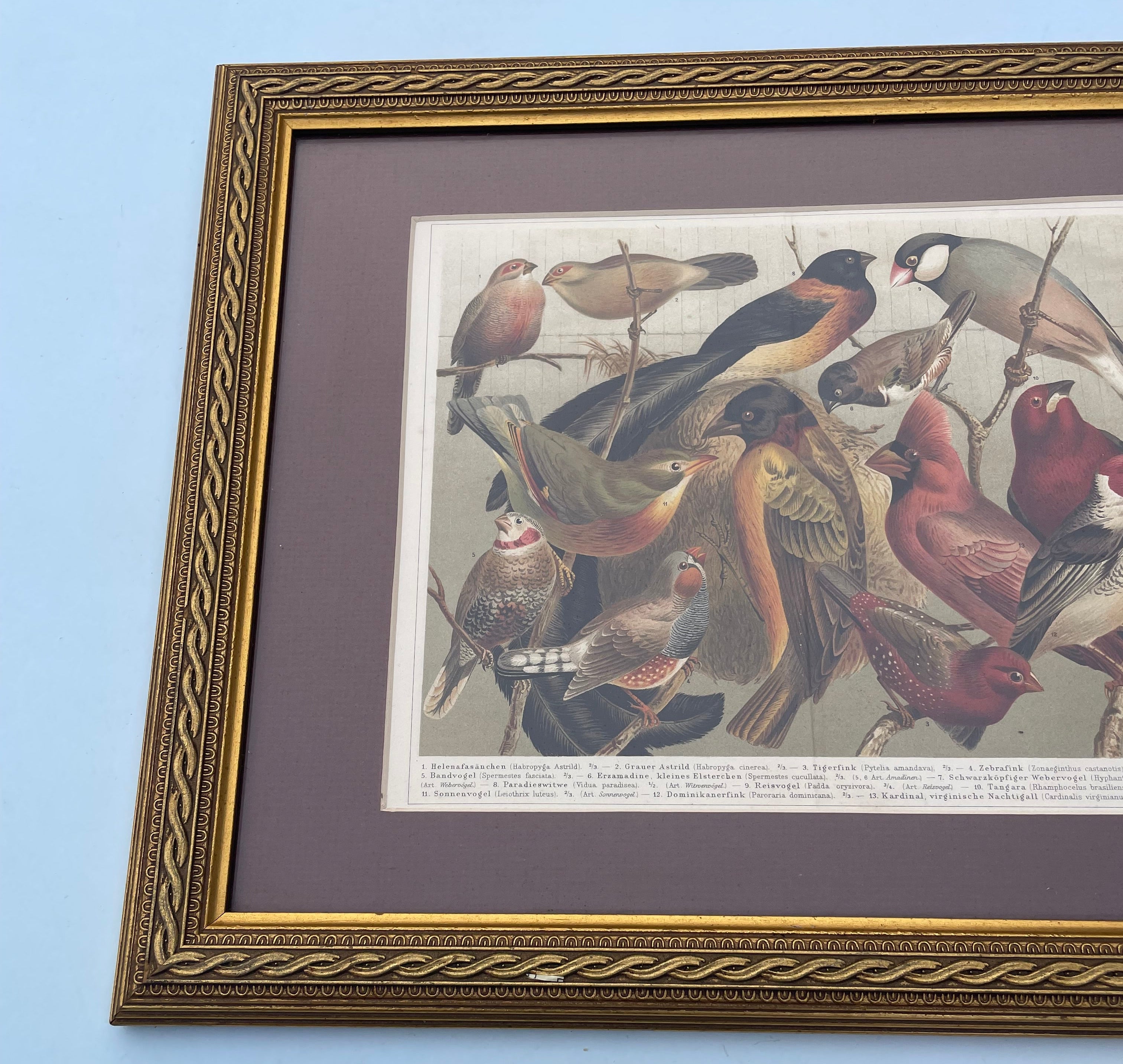 Antique Birds Lithograph