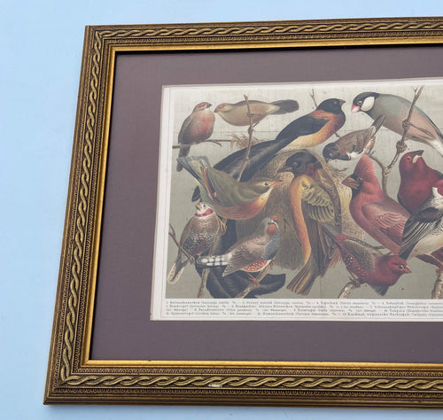 Antique Birds Lithograph
