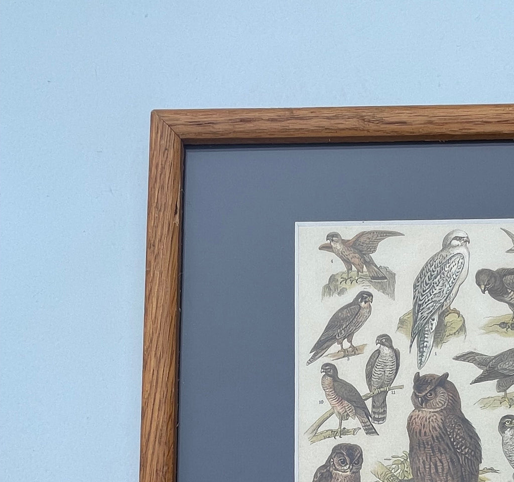 Antique Owls And Vultures Lithograph