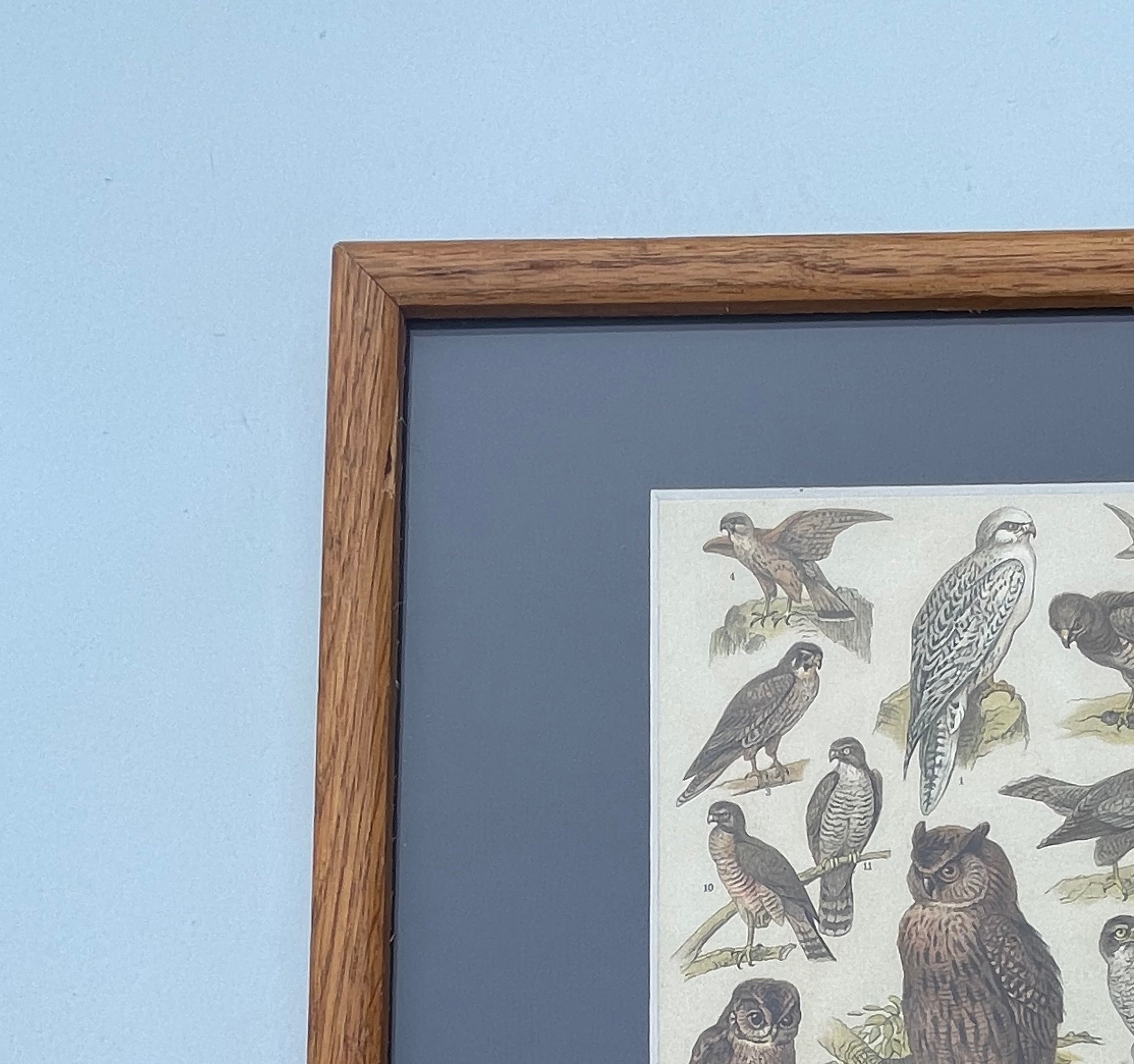 Antique Owls And Vultures Lithograph